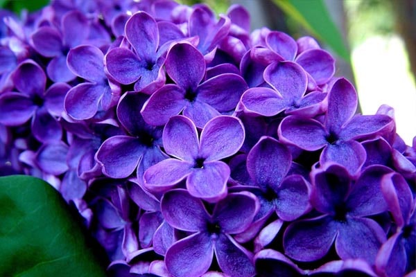 گل یاسمن بنفش